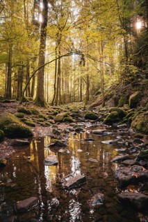 Small stream in autumn forest