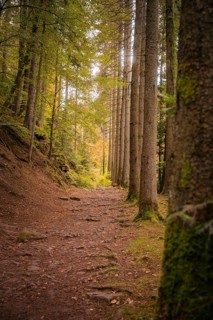 Avenue in autumn forest