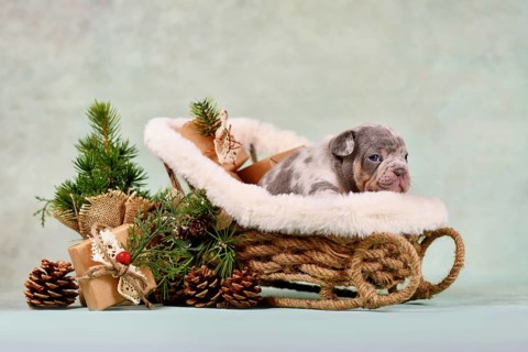 Young French Bulldog dog puppy in Christmas sleigh carriage surrounded by seasonal decoration