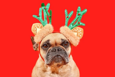 Cute French Bulldog dog with Christmas reindeer antler costume headband on red background
