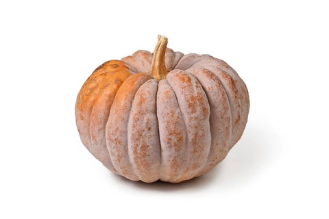 'Black Futsu' pumpkin squash with grey and orange skin on white background