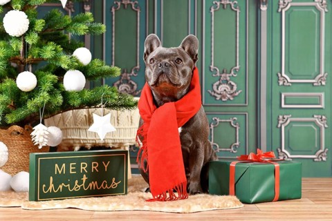 Cute black French Bulldog dog wearing red winter scarf next to Christmas tree and gift box