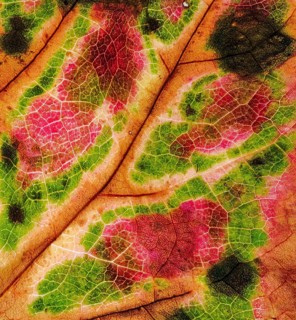 Detail of a leaf of a three-pointed maidenhair