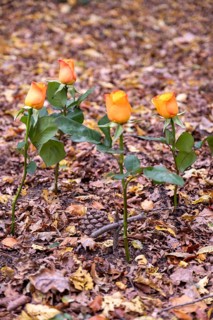 Four roses and a small wooden cross with autumn leaves on a burial tree with the urn of a deceased person buried there in the Seelwald