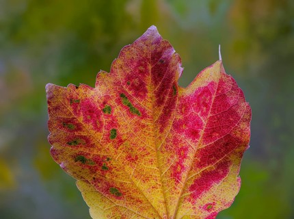 Leaf of a three-pointed maidenhair