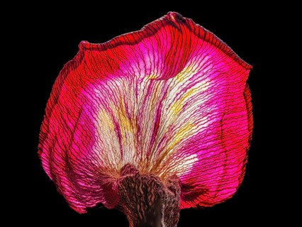 Withered leaf of a tulip