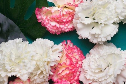 Beautiful white pink carnation flowers