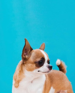 Chihuahua dog with ears up forward