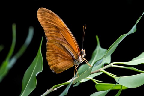 Close up orange butterfly with black background