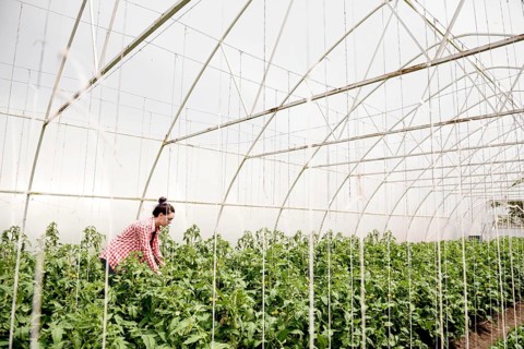 Farmer greenhouse harvesting veggies long shot
