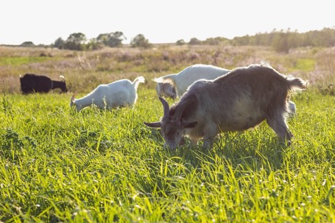 Field with goats eating farm