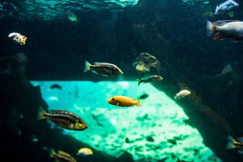 Fishes swimming sea