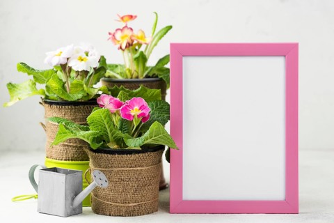 Frame beside flowers pots