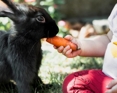 Kid feeding with carrot black fluffy rabbit