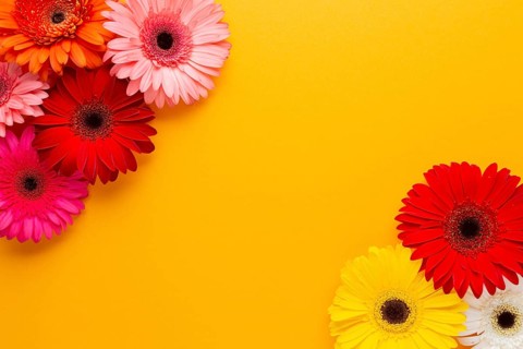 Orange copy space gerbera daisy flowers
