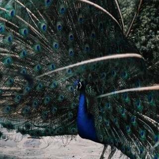 Portrait beautiful peacock
