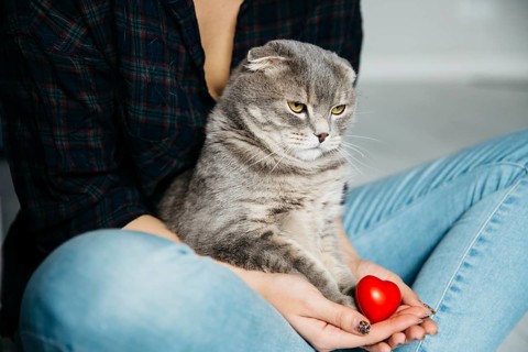 Serious cat sitting hands hostess
