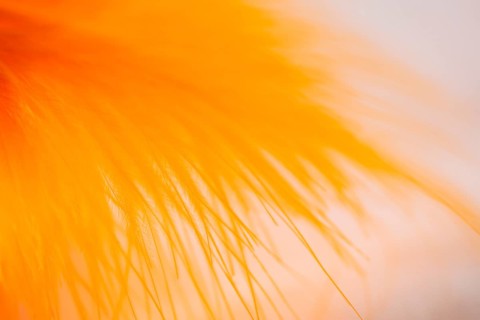Set many abstract orange fibers