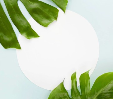 Top view two monstera leaves with copy space