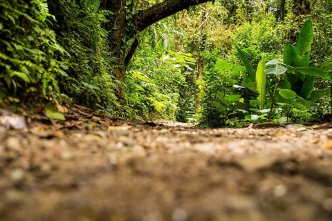 View green rainforest during rainy season