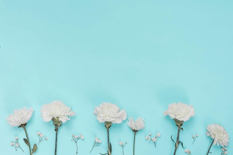 White carnation flowers blue table