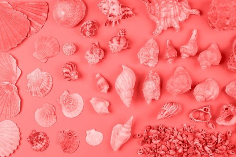 Assortment seashells coral color against background