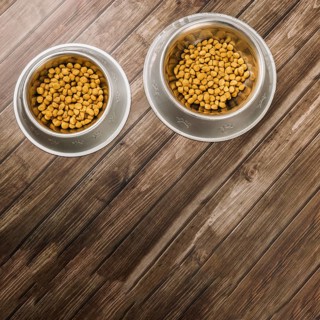 Bowls with pet food floor