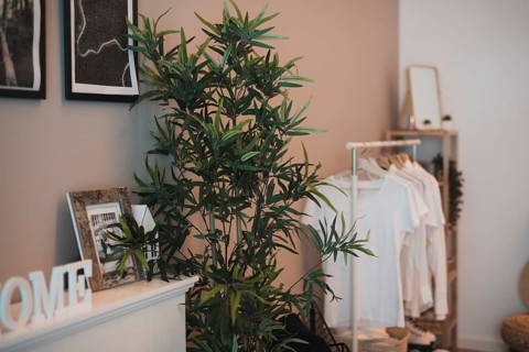 Corner room whit simple wardrobe plant
