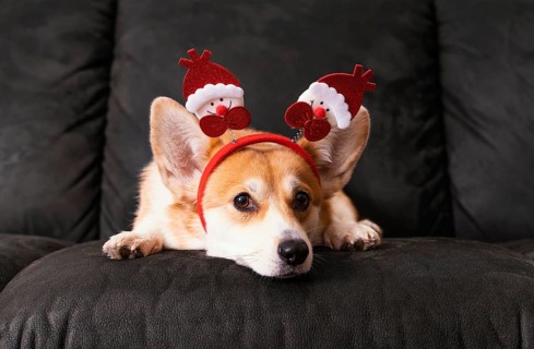 Cute corgi sitting couch