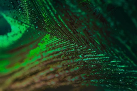 Extreme macro green peacock feather