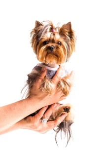 Female s hand holding cute yorkshire hand