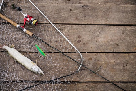 Freshly caught fish inside fishing net with fishing rod