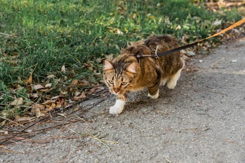 Front view cute tabby cat with collar walking street