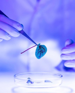 Researcher laboratory with petri dish plant