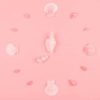 Seashells decoration pink background