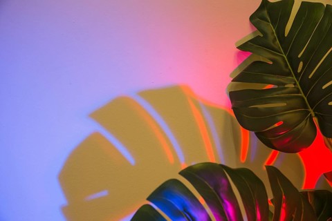 Two monstera leaves with shadow colored backdrop