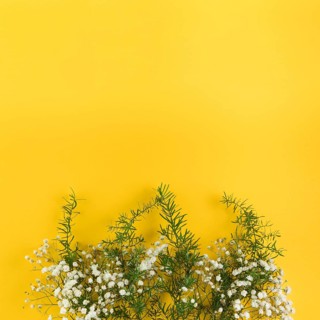 Baby s breath flowers leaves against yellow background