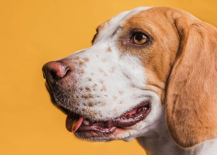 Close up adorable dog with beautiful eyes