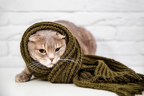 Close up cute cat green scarf