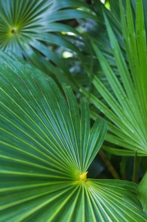 Close up dark green tropical palm leaf