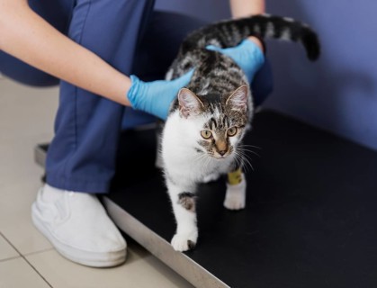 Close up doctor holding cat with leg injury