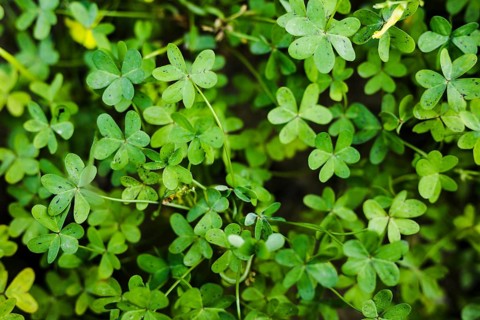 Close up green bermuda buttercup leaves
