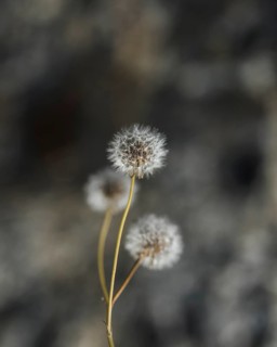 Close up white dandelion flowers