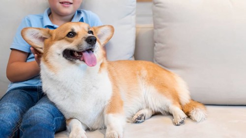 Close up young boy petting family dog