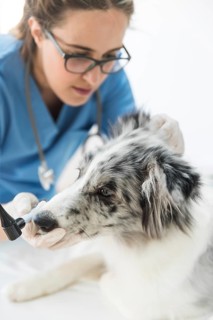 Female veterinarian examining dog s clinic