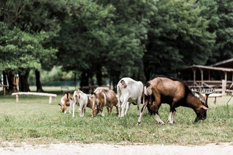 Flock goats grazing green grass