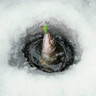 Frozen fish with snow around