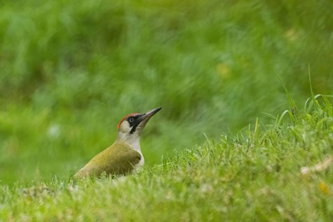 European green woodpecker