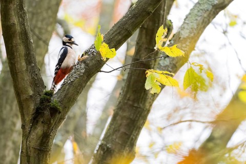 Great spotted woodpecker