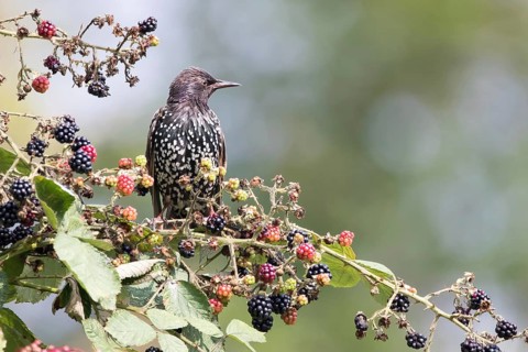 Common starling